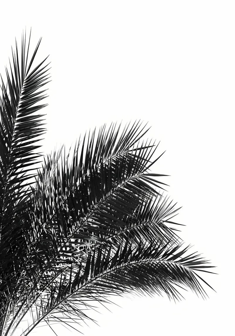Foglie di palma BW 3 pellicola backlit da Matthew Katz
