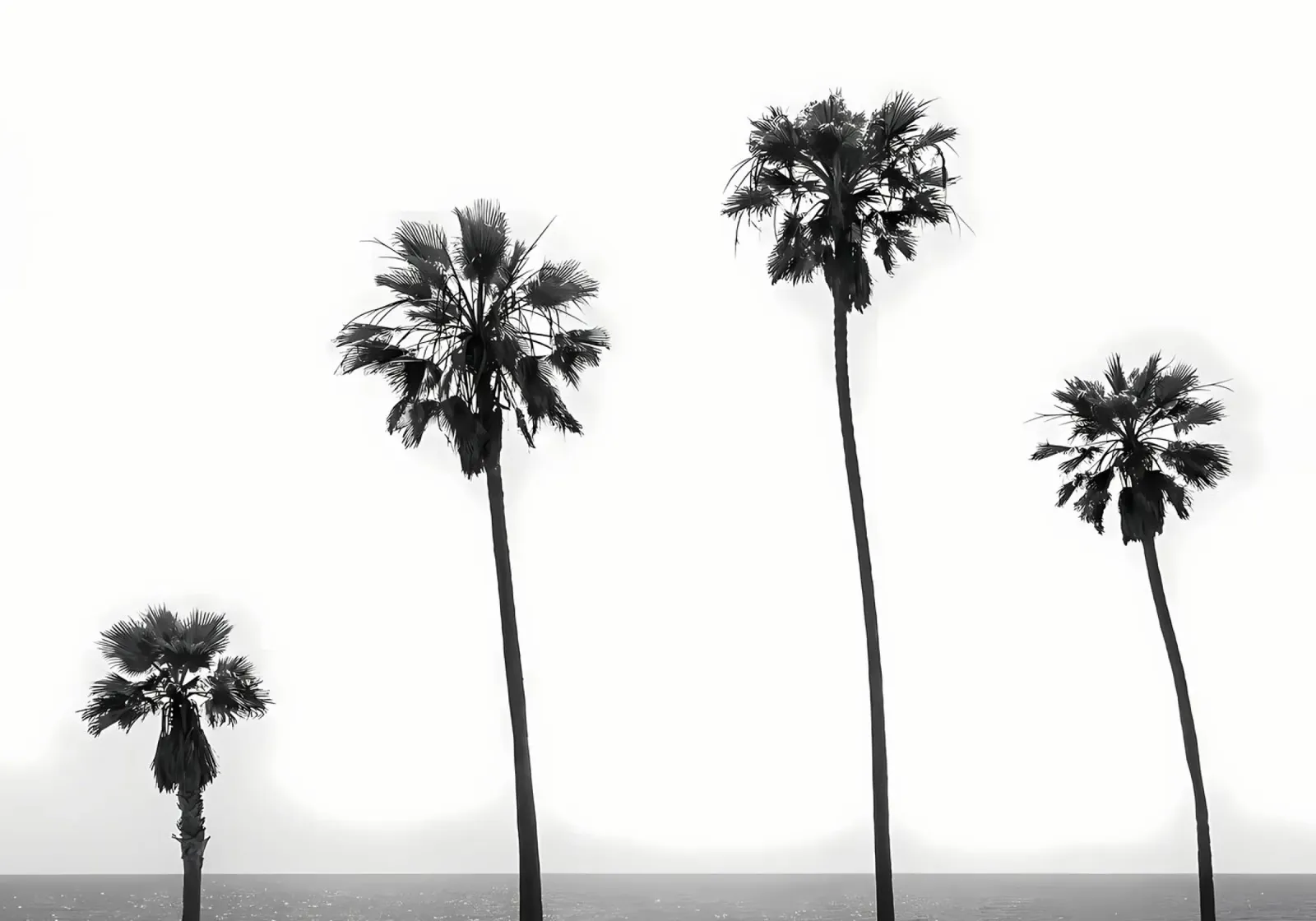 Palmiers en bord de mer panneau forex de Matthew Katz