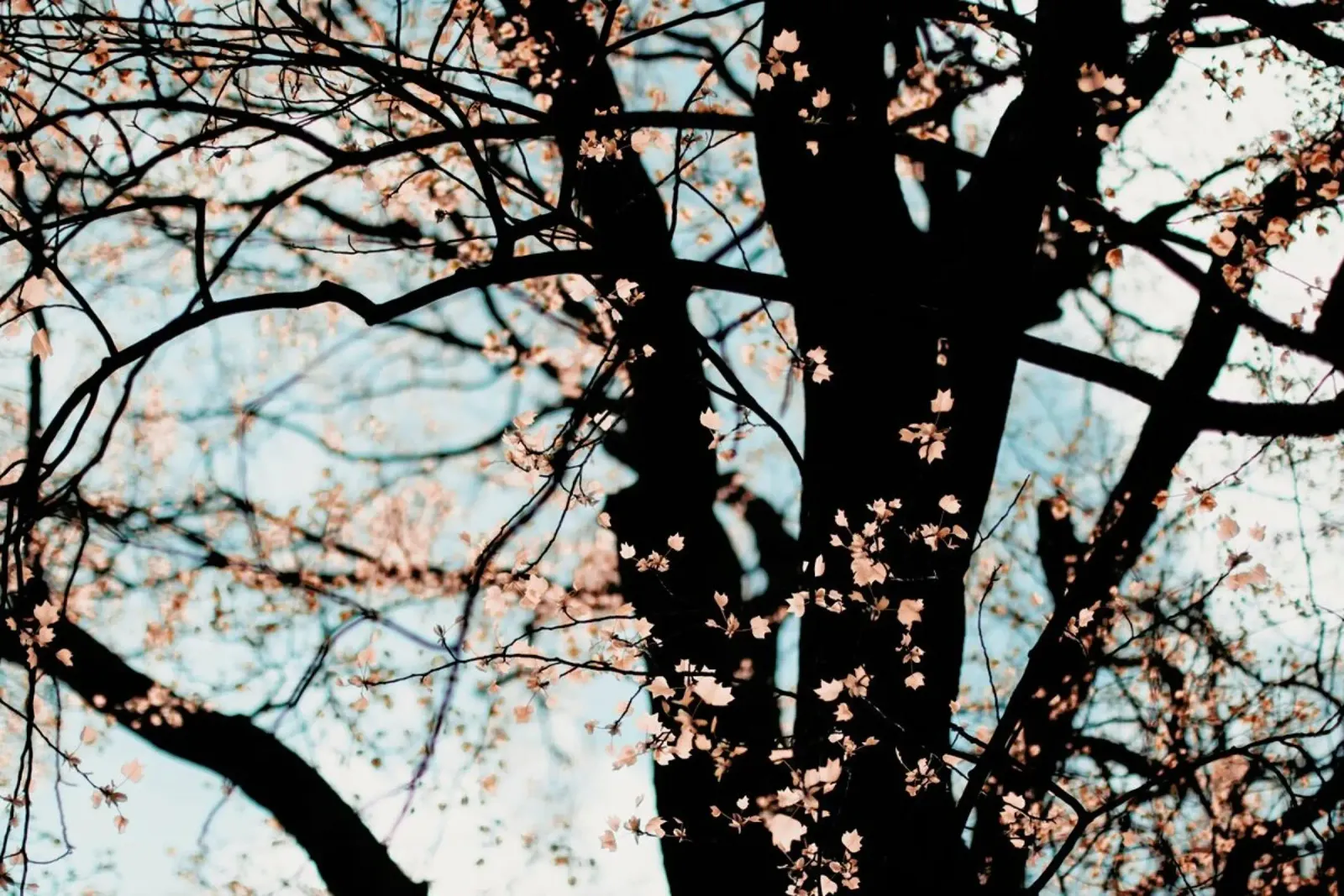 Autumn pellicola backlit da Ingrid Beddoes
