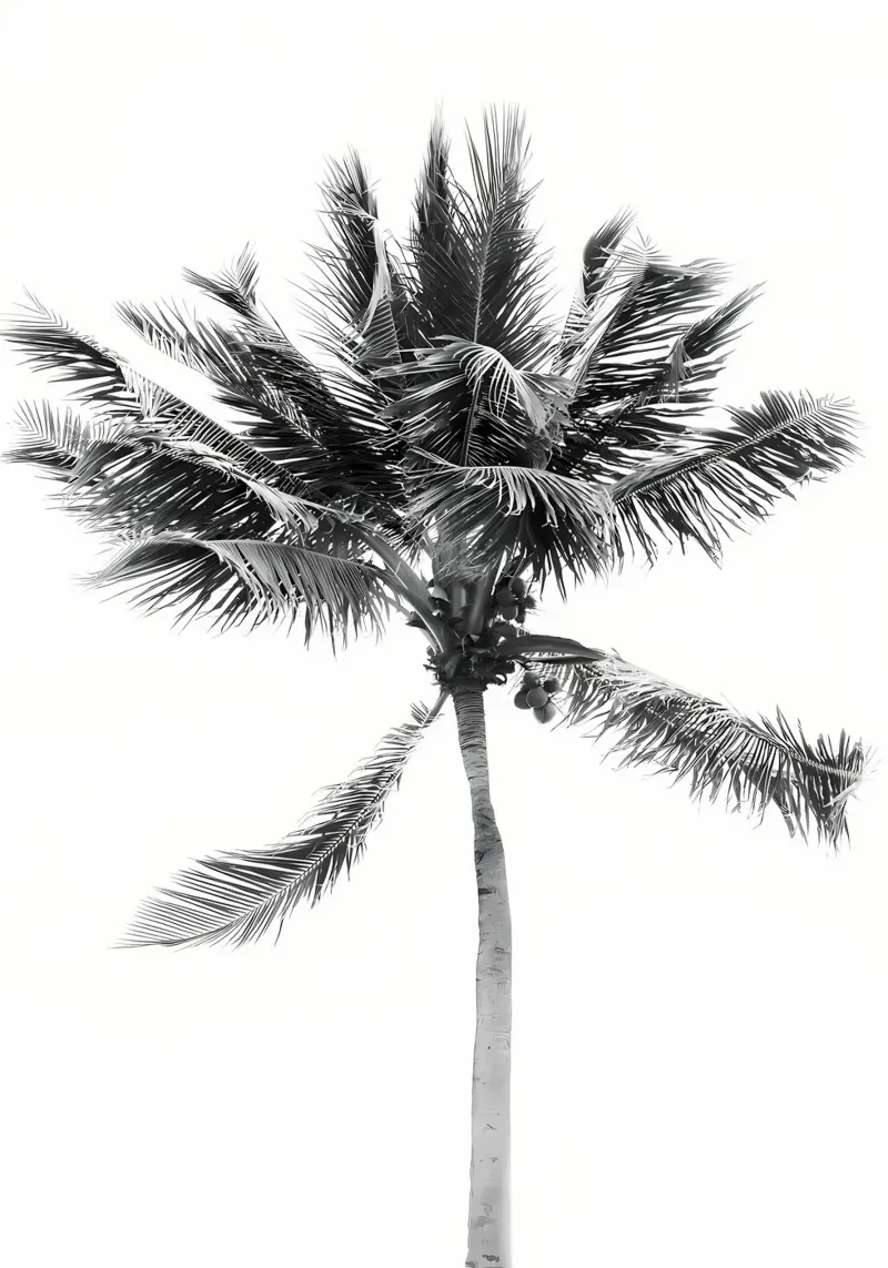 Palma della spiaggia tropicale 2 pellicola backlit da Matthew Katz