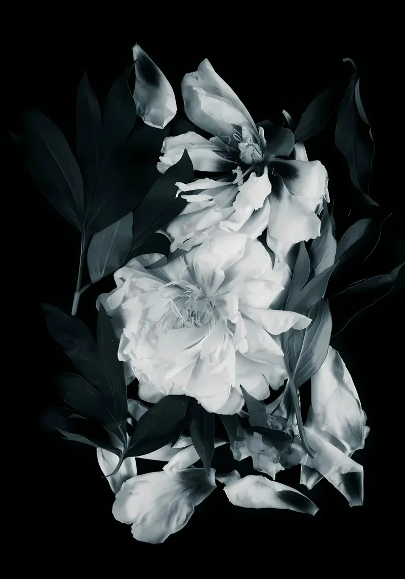 Fiori di peonie pellicola backlit da Nicholas Campbell