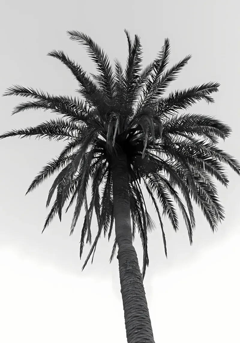 Palm Tree Beach Dream 7 pellicola backlit da Matthew Katz