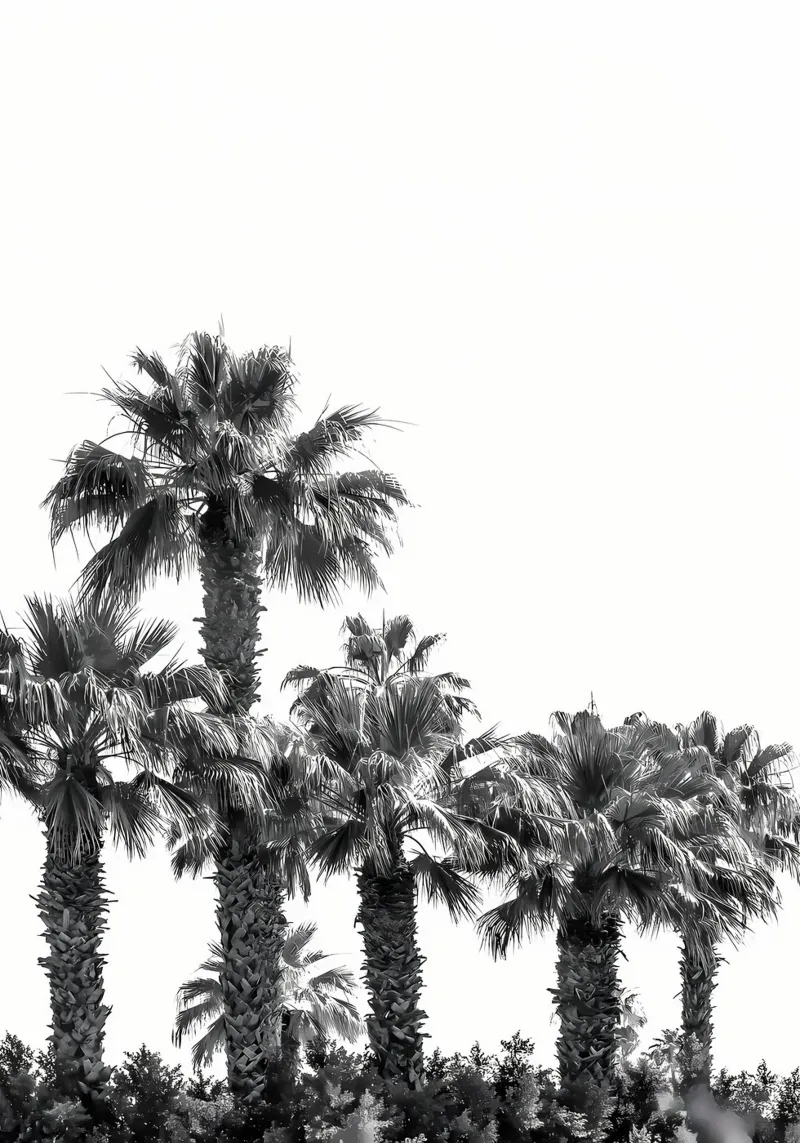 Palme monocromatiche pellicola backlit da Matthew Katz