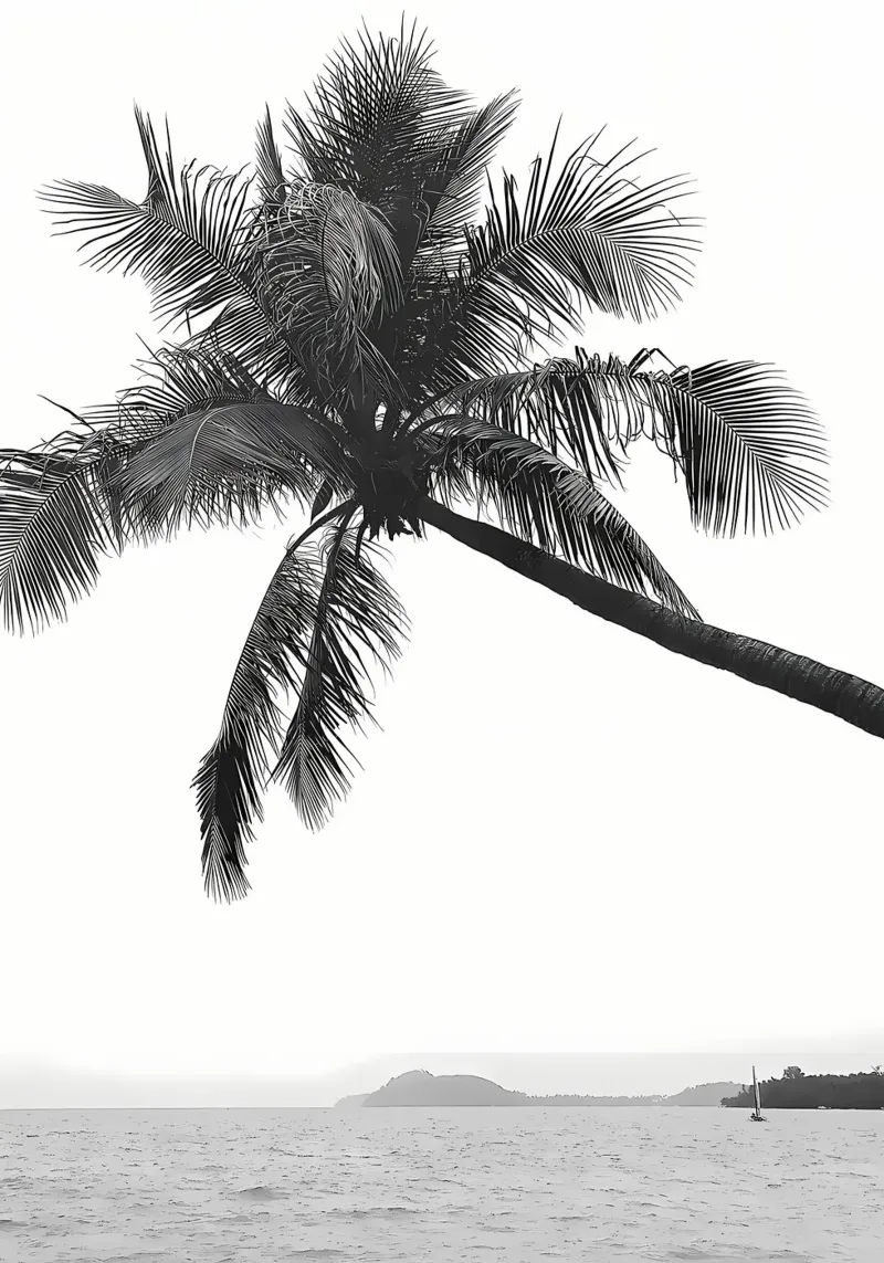 Palma pellicola backlit da Matthew Katz