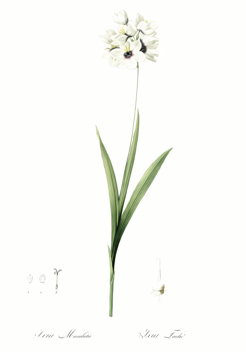 Liliaceae 1805 HQ Orig pellicola backlit da Nicholas Campbell