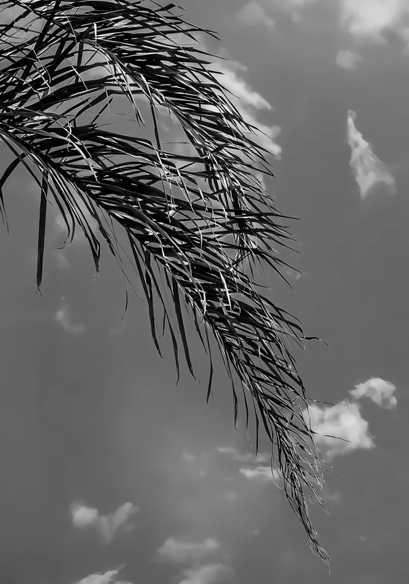 palm leaf and clouds canvas by Matthew Katz