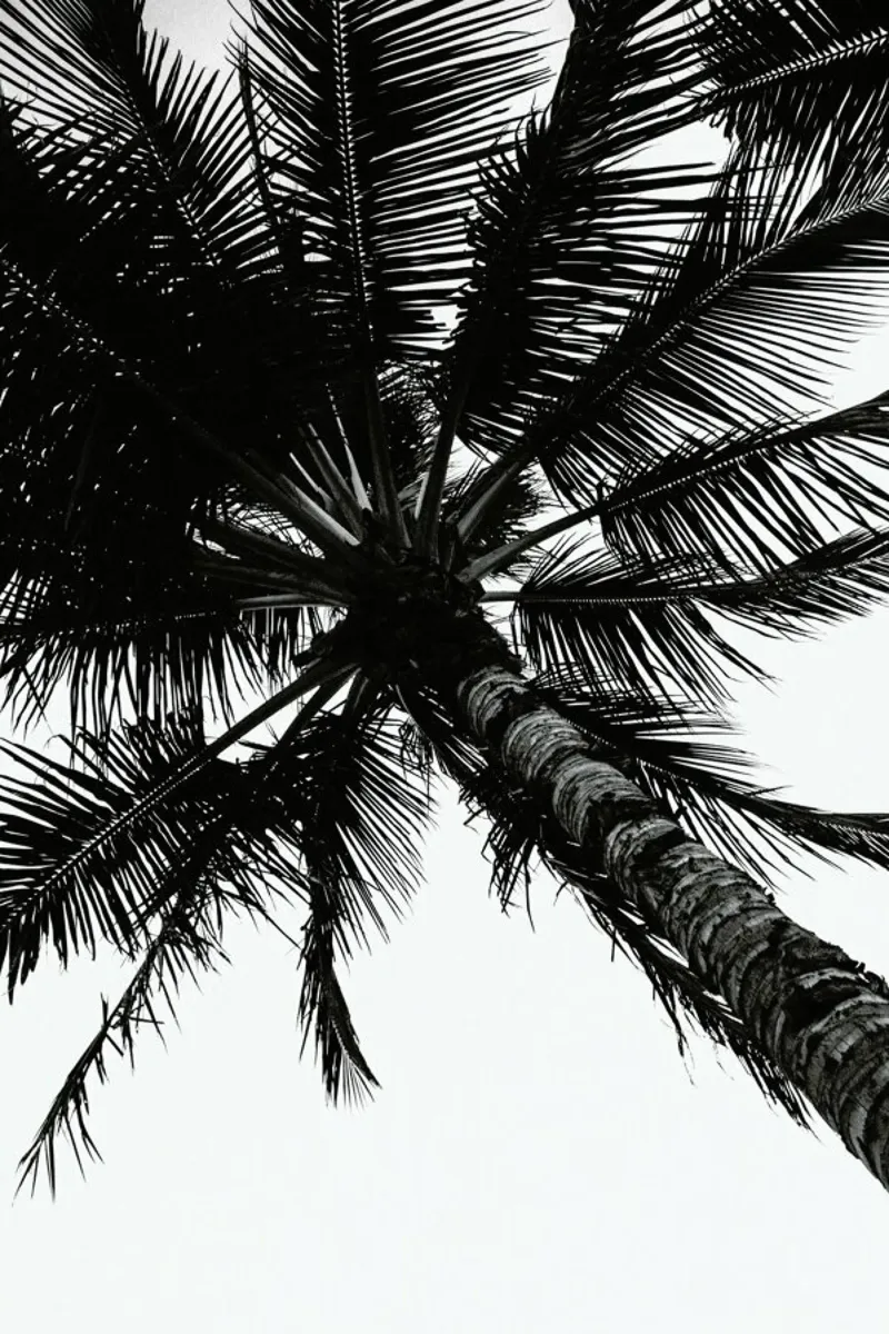 Propeller Palm pellicola backlit da Flora & Fauna