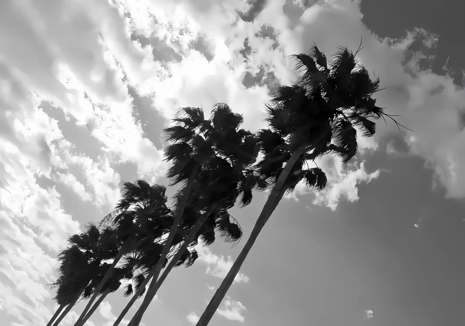 Palm Trees Black White 2 backlit film by Matthew Katz