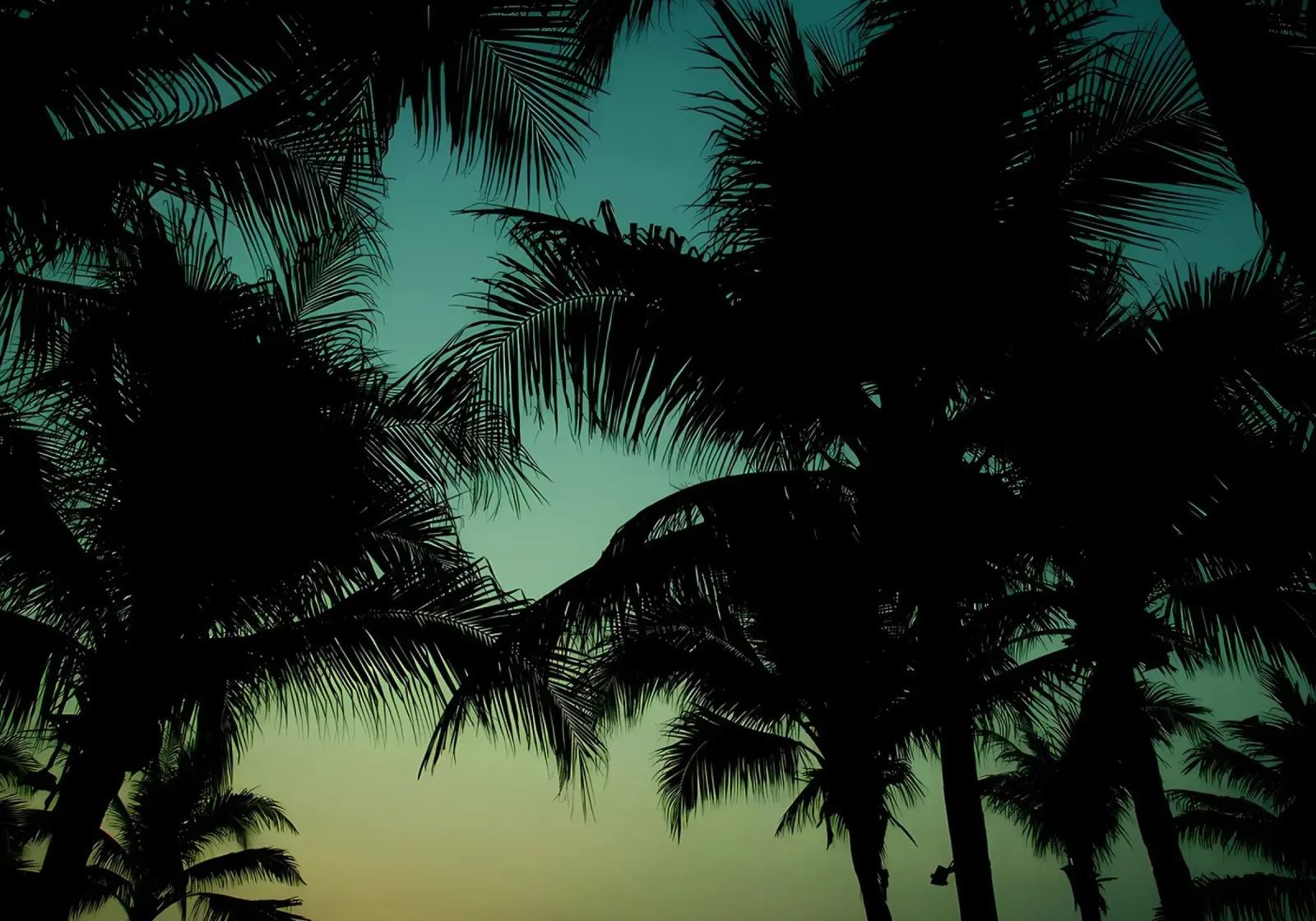 Palm trees hahnemühle by Matthew Katz