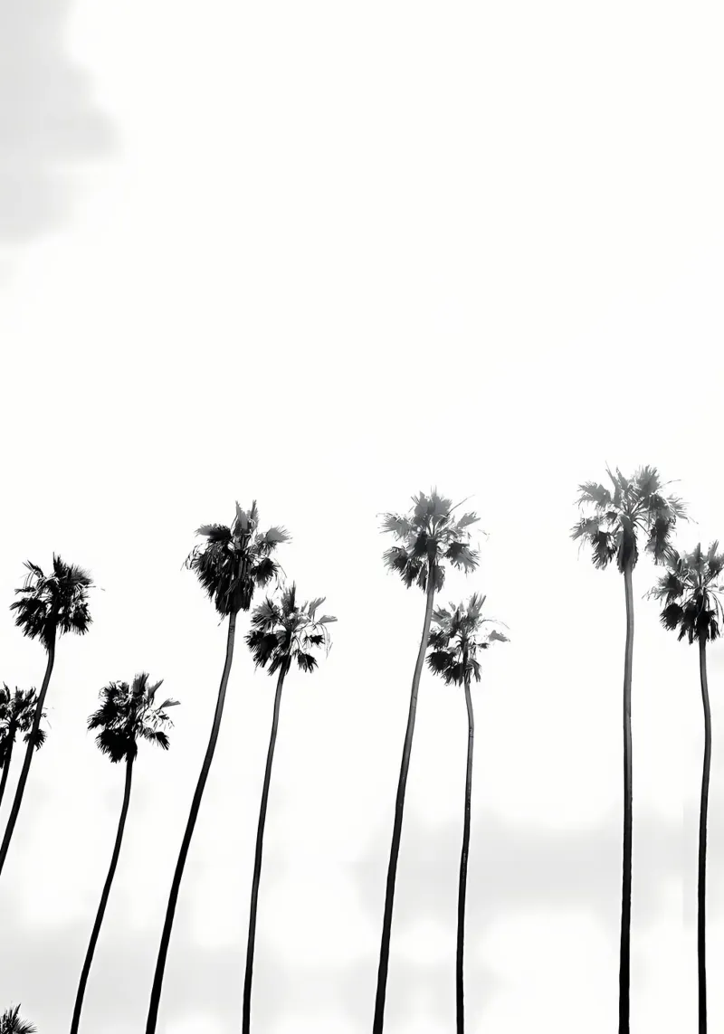 Beach Palm Trees acrylic glass by Matthew Katz