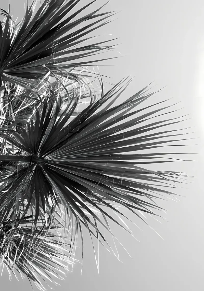 Ventilatore Palm Black White Vibes tela da Matthew Katz