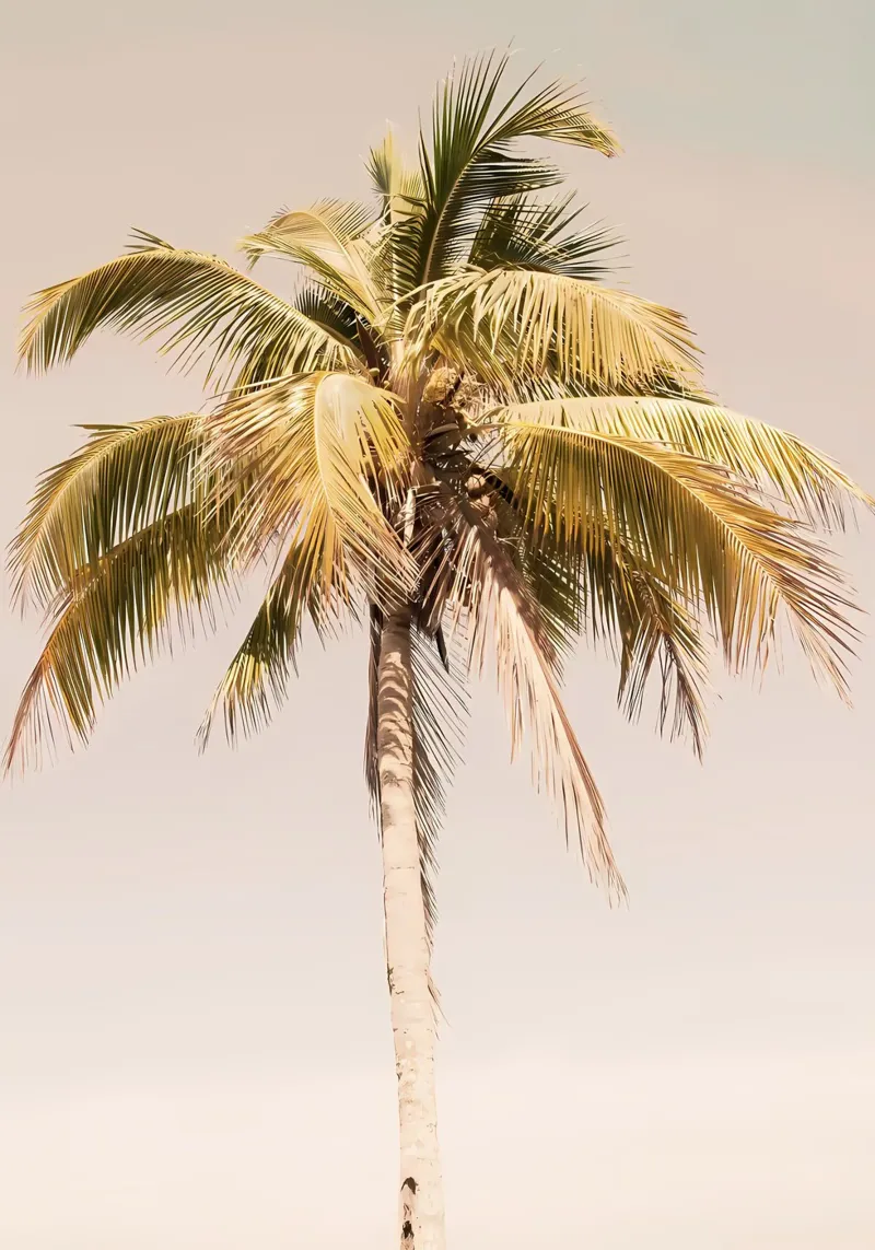 Palm Tree Beach Dream 2 plexiglass da Matthew Katz