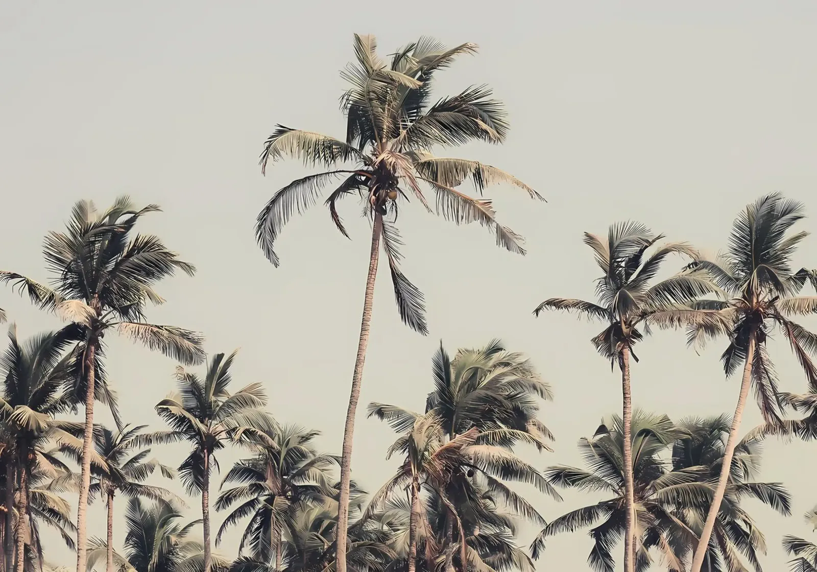 Palme sulla spiaggia pellicola backlit da Matthew Katz