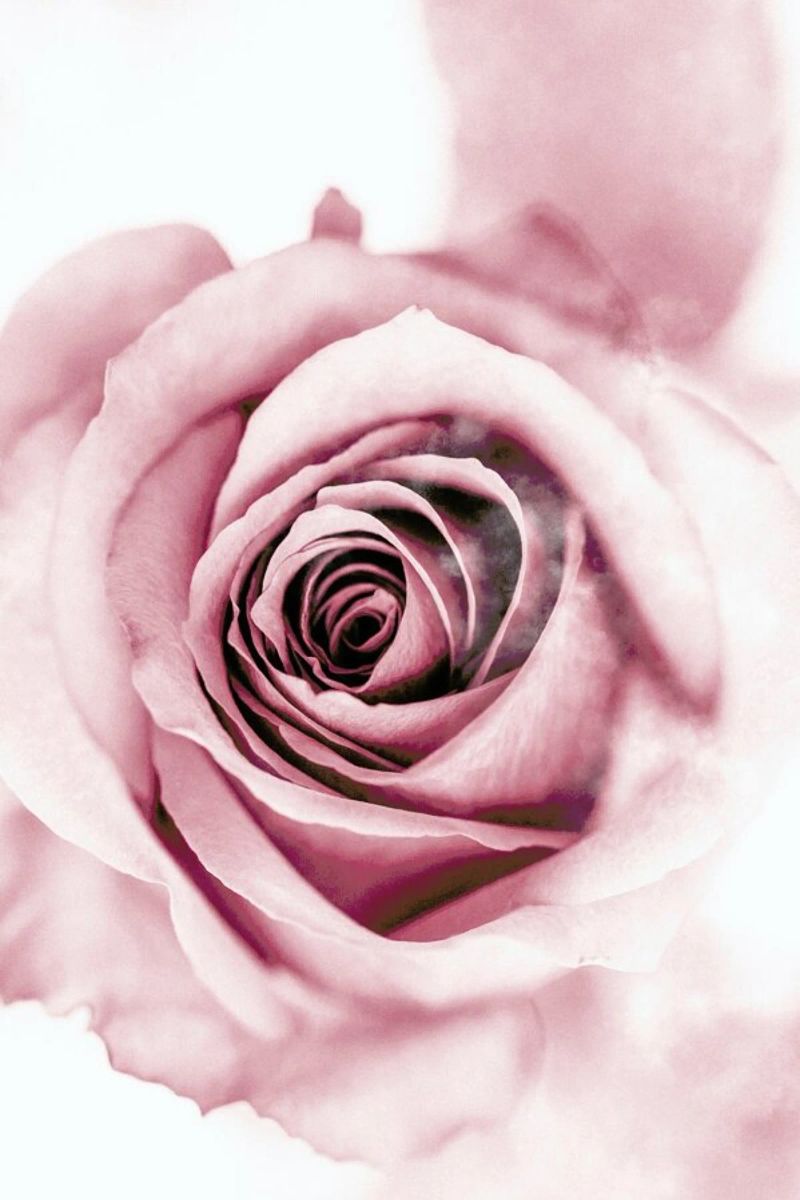 Pink Petals Poster von Flora & Fauna