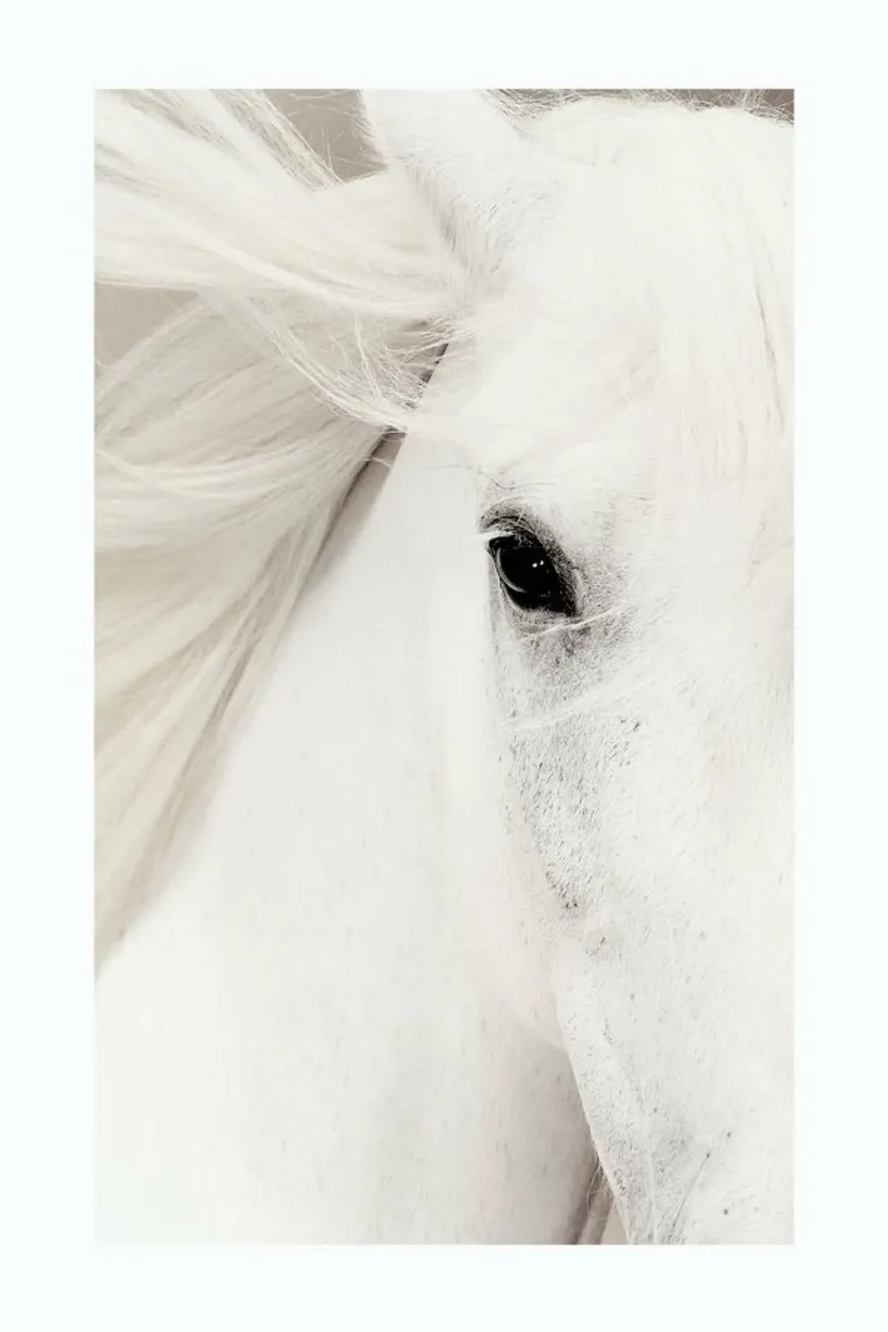 White Horse poster by Natural Kingdom