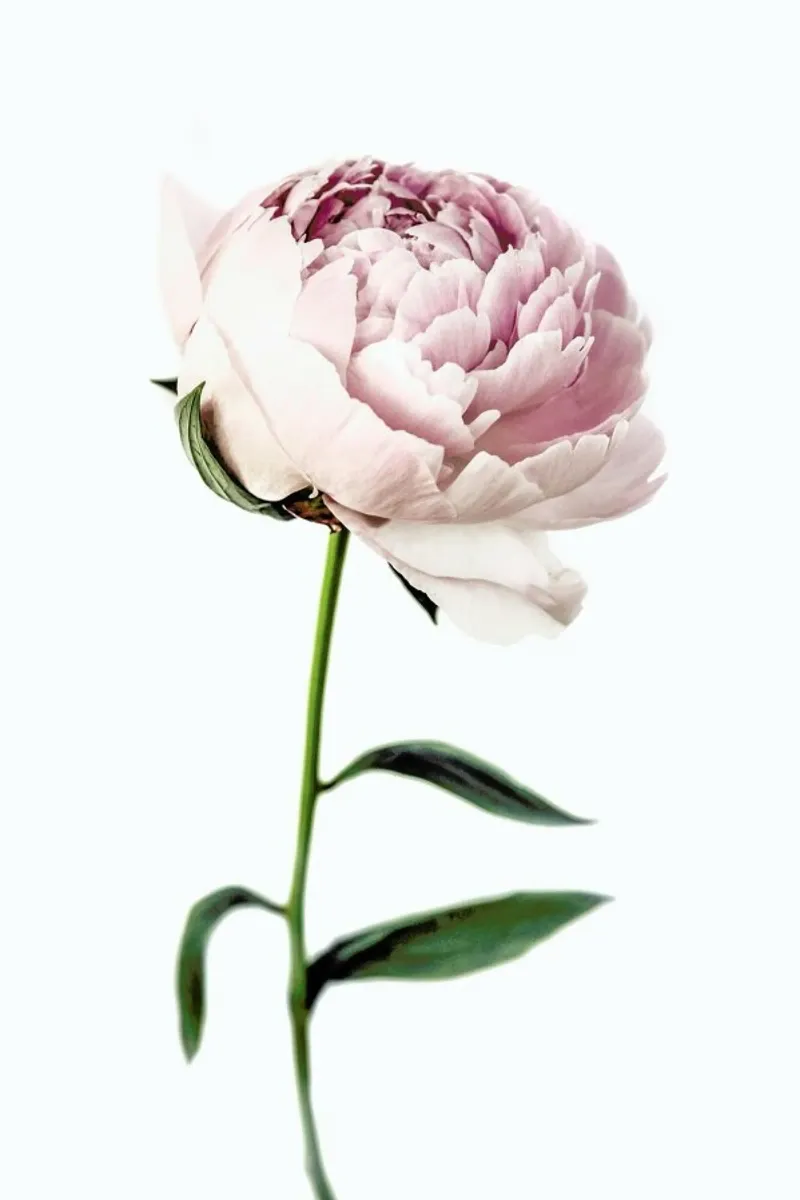 Peony Tall pellicola backlit da Flora & Fauna