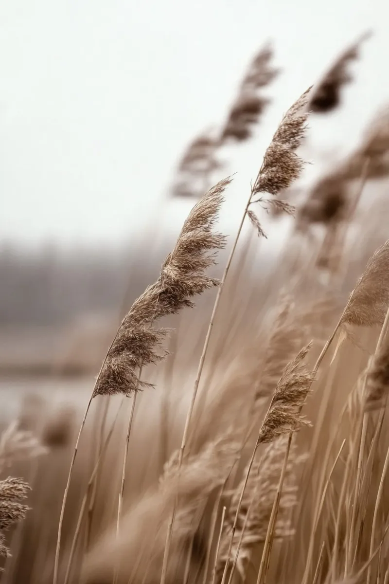 Golden Reeds Landscape Art hahnemühle by Indigo Tides Art