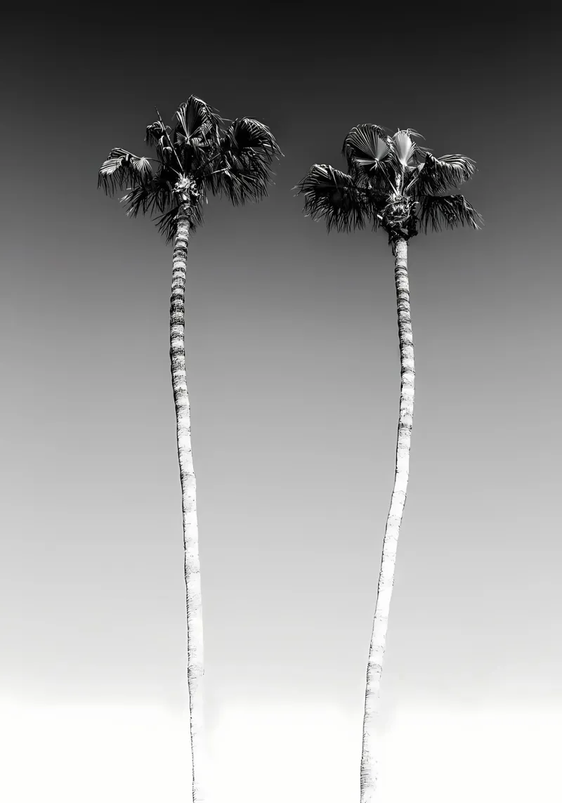 Palme minimaliste pellicola backlit da Matthew Katz