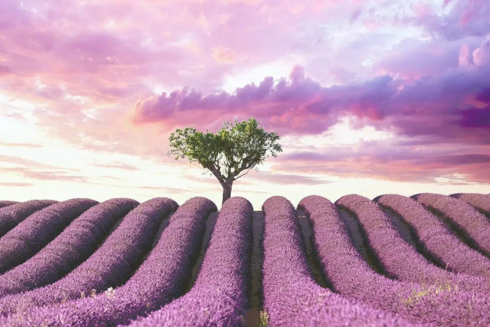 Lavender Fields pellicola backlit da Magdalena Martin Photography