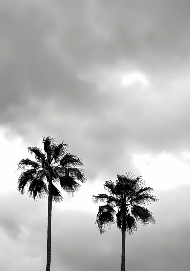 Sagome di palme pellicola backlit da Matthew Katz