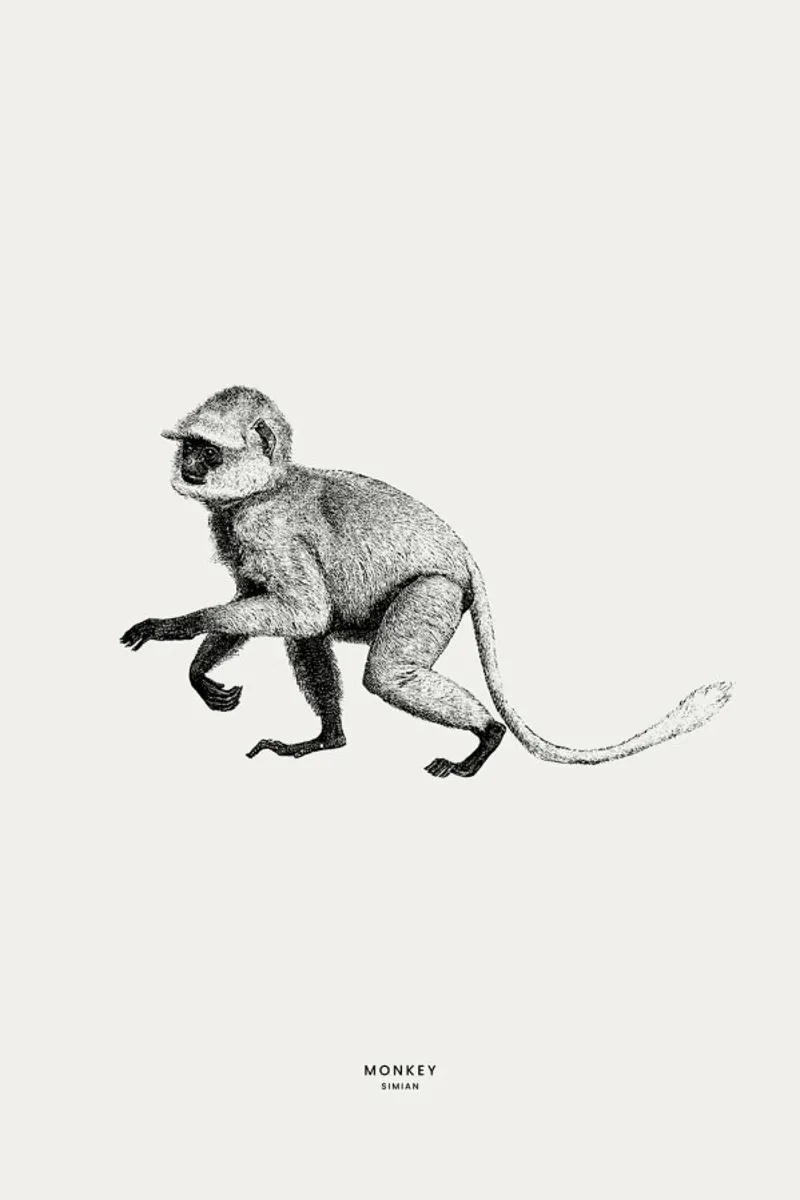Monkey plexiglass da Flora & Fauna