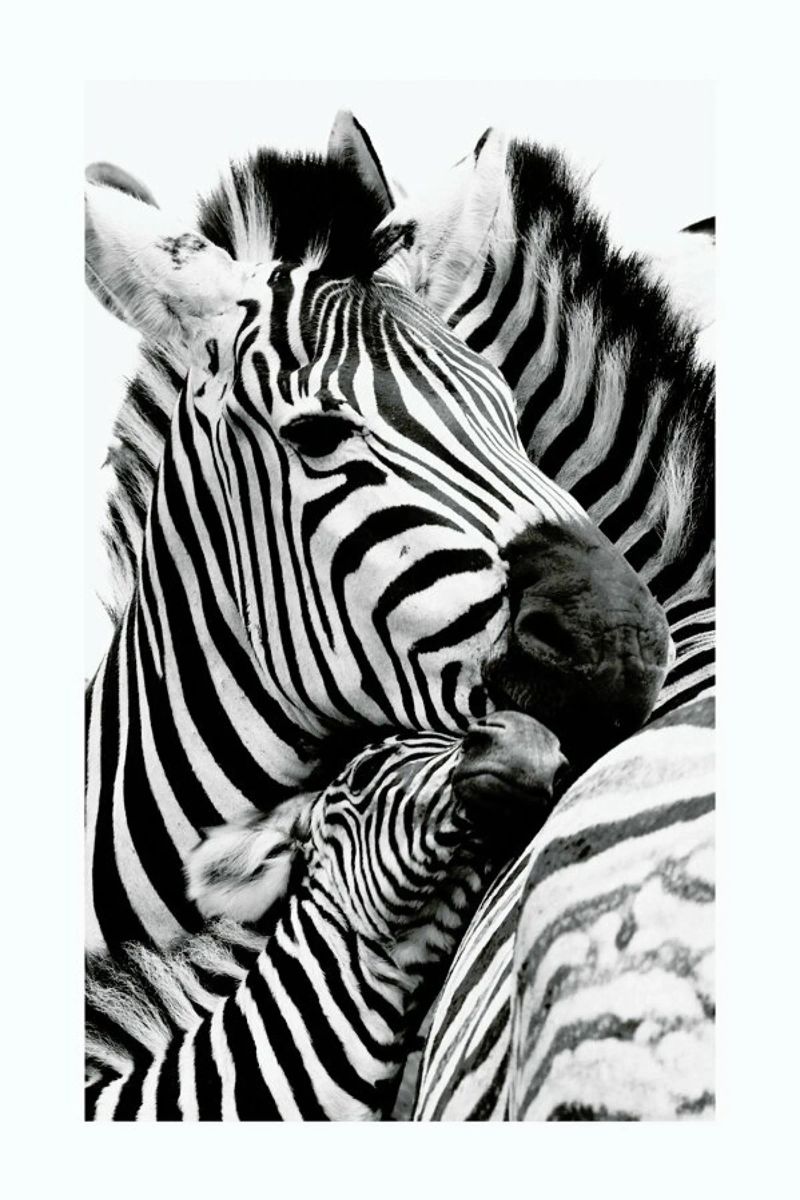 Zebras poster with plastic frame by Natural Kingdom