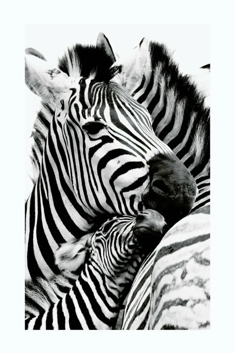 Zebras Poster mit Aluminium Rahmen von Natural Kingdom