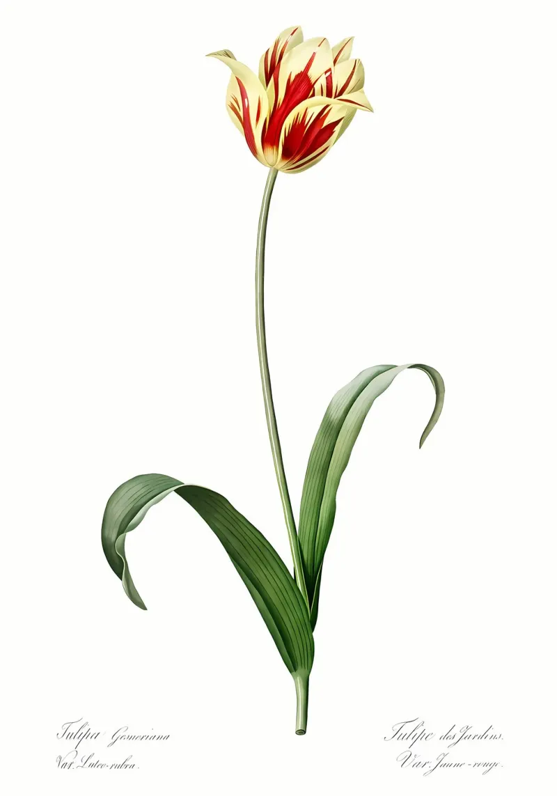 Liliaceae 1805 HQ Orig plexiglass da Nicholas Campbell