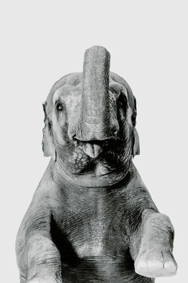Elephant Classic pellicola backlit da Paws & Claws
