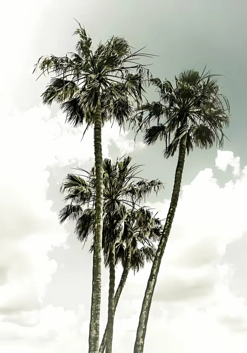 Palme d'epoca pellicola backlit da Matthew Katz