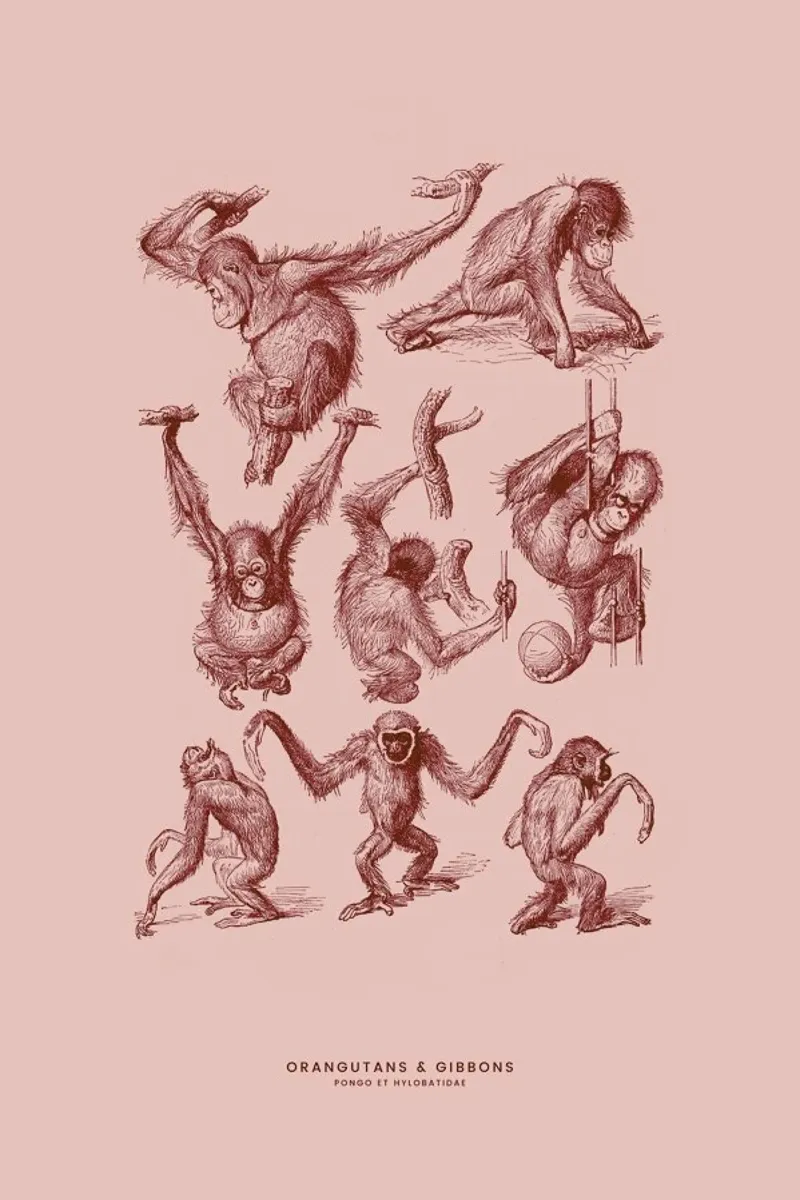 Orangutans and Gibbons II poster with aluminum frame by Flora & Fauna