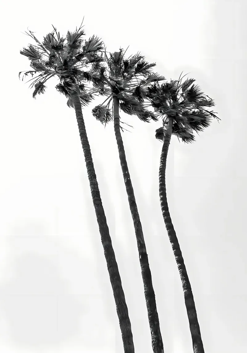 Minimalist Palm Trees hahnemühle by Matthew Katz
