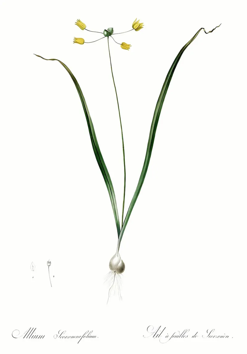 Liliaceae 1805 HQ Orig pellicola backlit da Nicholas Campbell