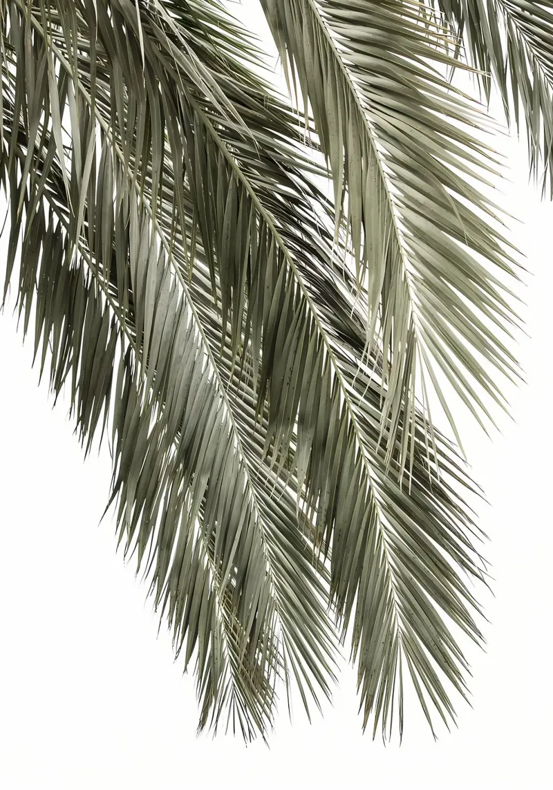 Foglie di palma pellicola backlit da Matthew Katz