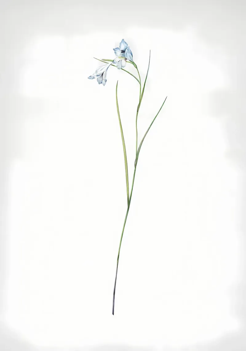 Blaue Pfeife Hahnemühle von Nicholas Campbell