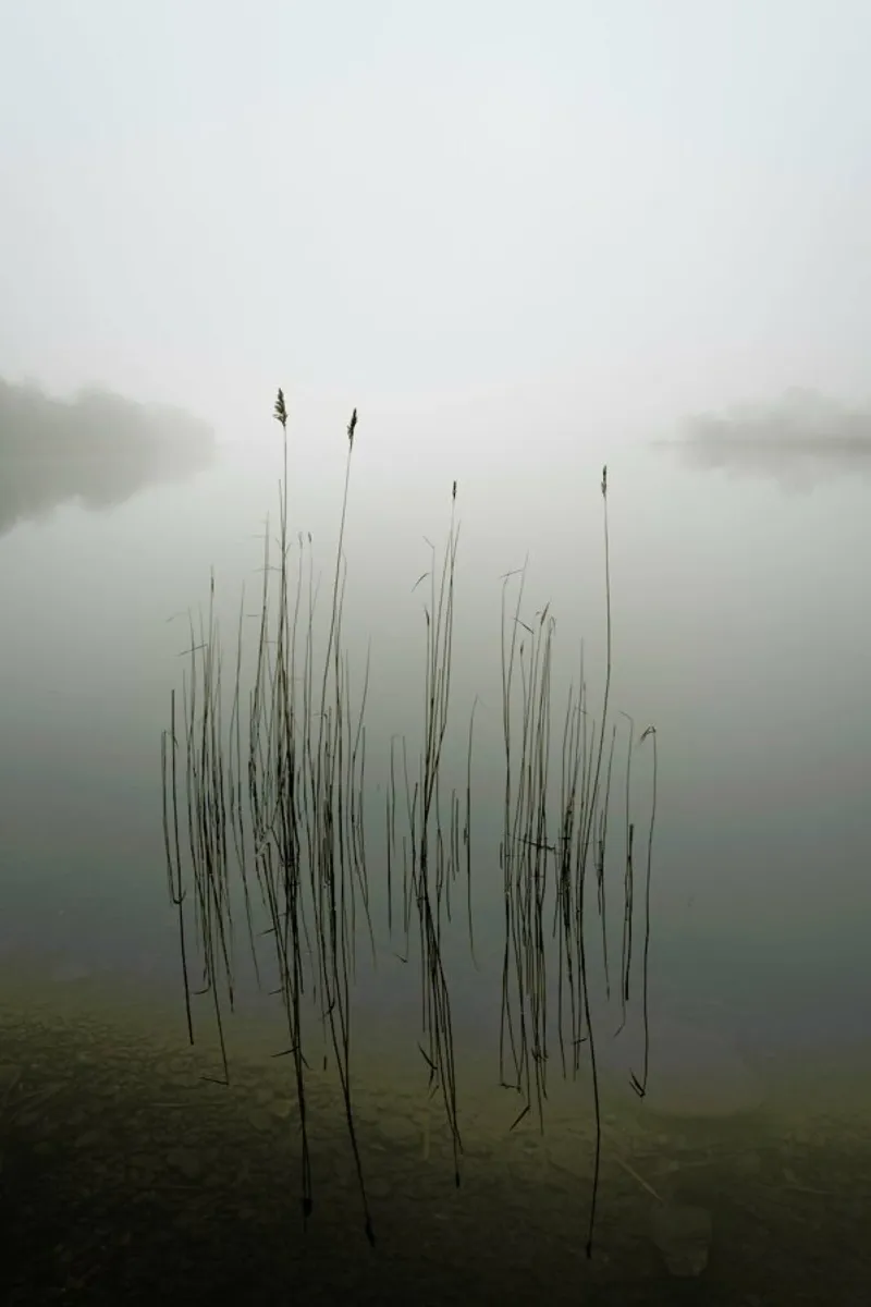 Reeds in The Mist - David Ahern alluminio dibond da Pictufy