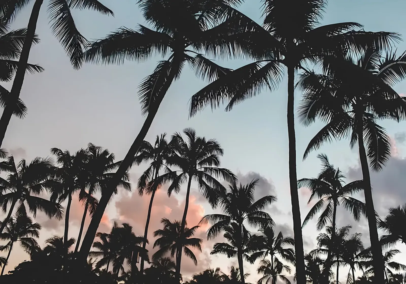 Palm Tree Sunset poster by Matthew Katz
