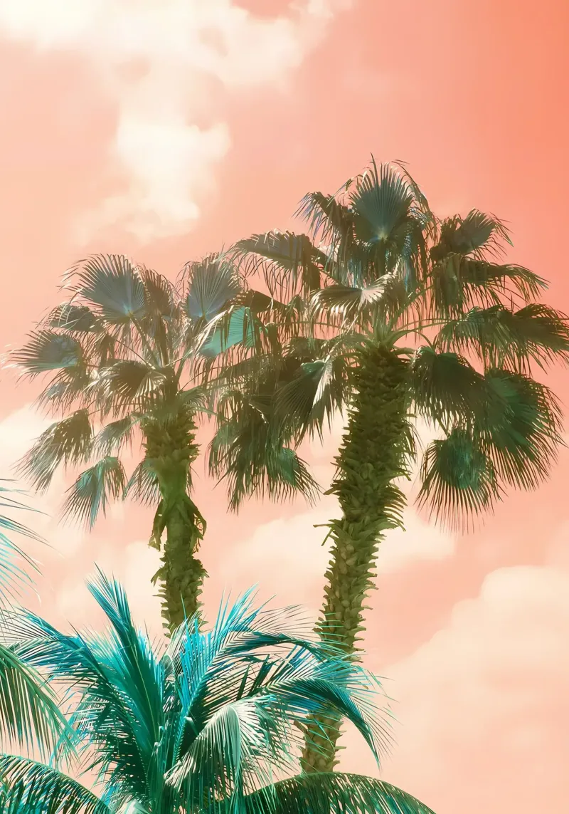 Palme Summer Vibes 2 pellicola backlit da Matthew Katz