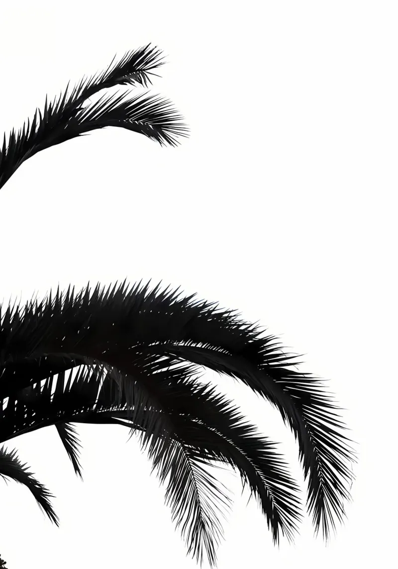 Palmleafs BW pellicola backlit da Matthew Katz