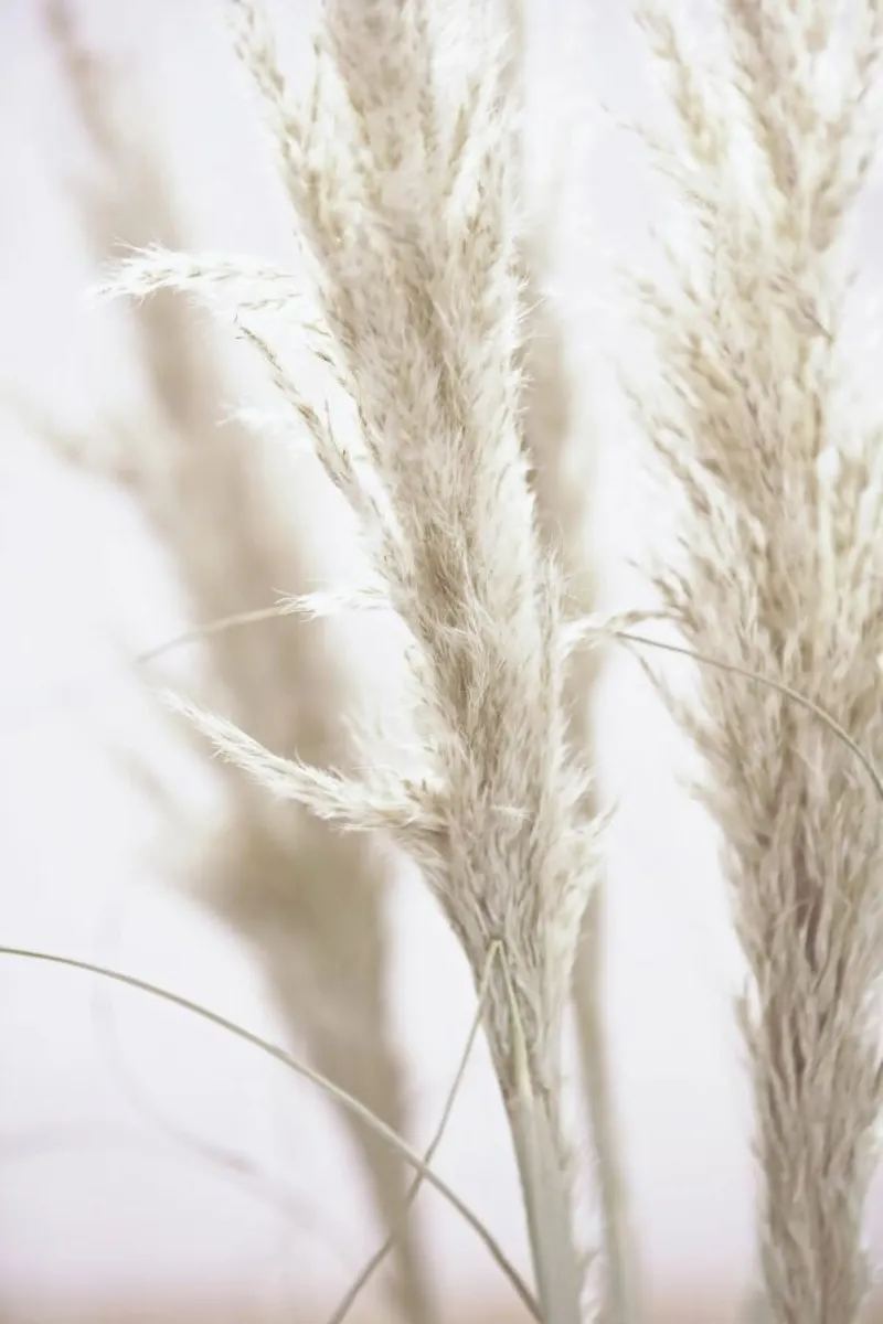 Pampas Reed 01 poster con telaio in legno da Monika Strigel