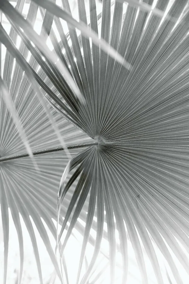 Blue Mountains B&W pellicola backlit da Marlene Sørensen