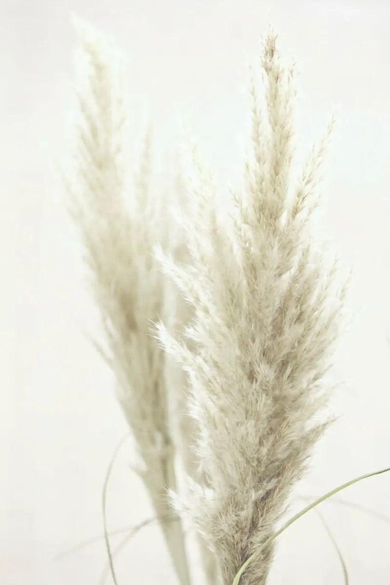 Pampas Reed 02 alluminio dibond da Monika Strigel