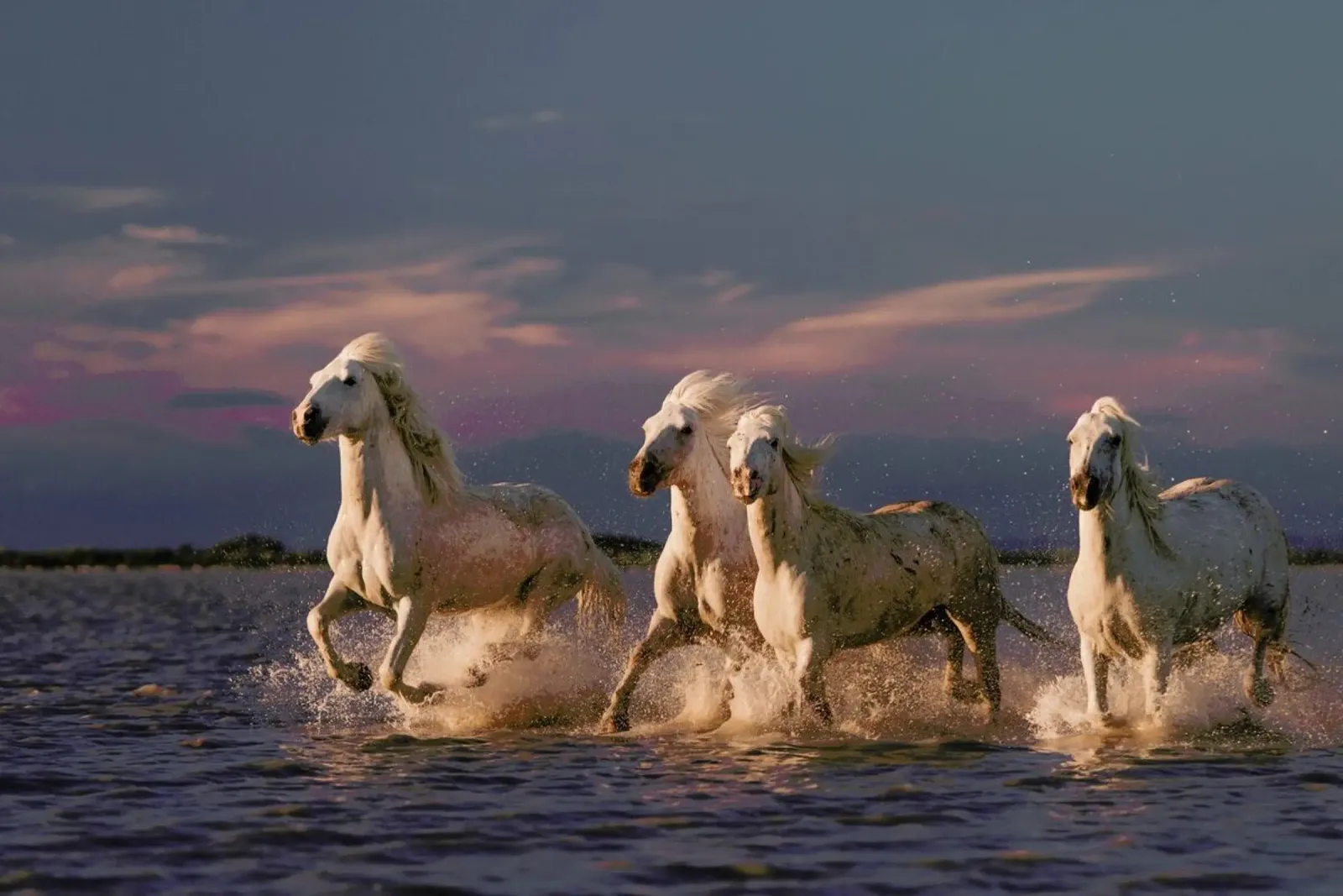 Angels of Camargue - Rostovskiy Anton carta hahnemühle da Pictufy
