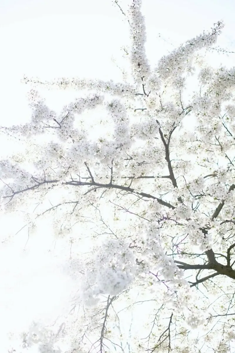 Cherry Blossoms 3 alluminio dibond da Marlene Sørensen