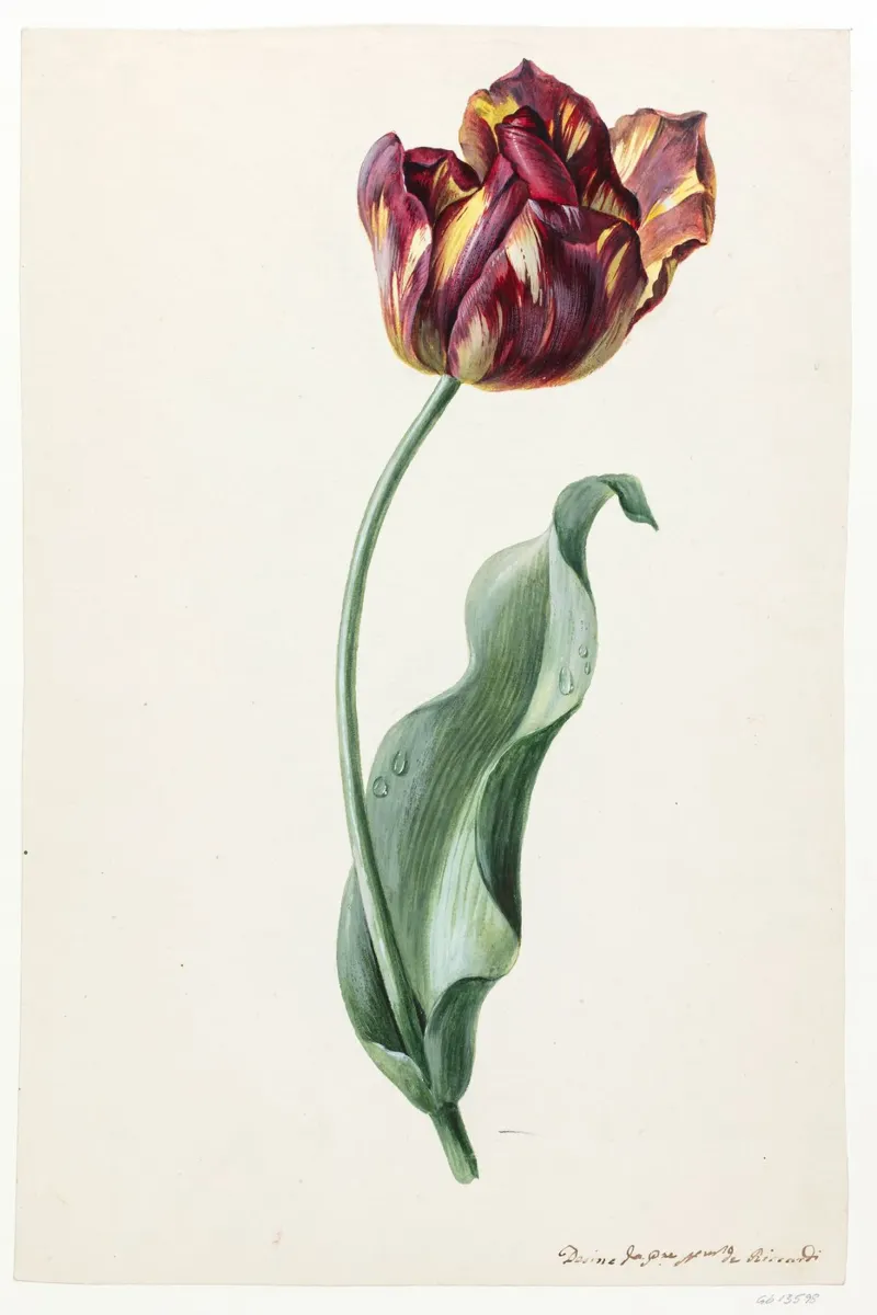 Dimenico Riccardi - Tulipano alluminio dibond da Old Masters