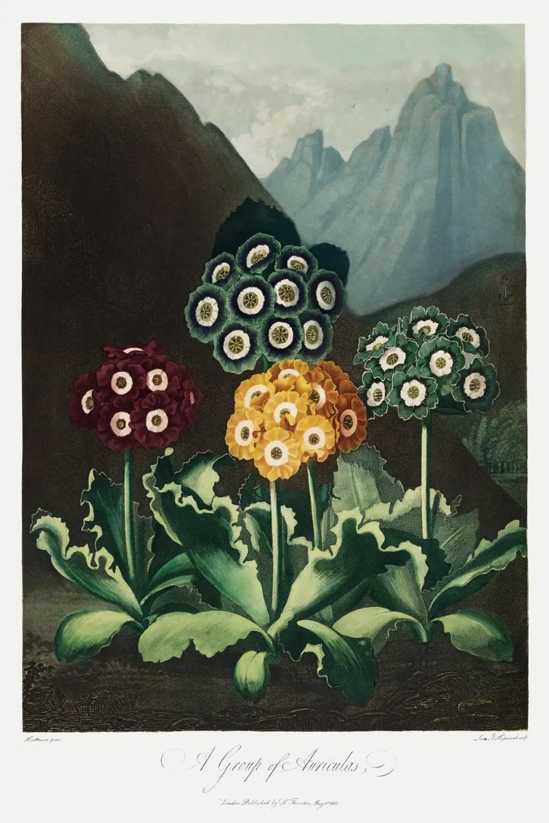 Robert John Thornton - A Group of Auriculas 01 poster with wooden frame by Old Masters