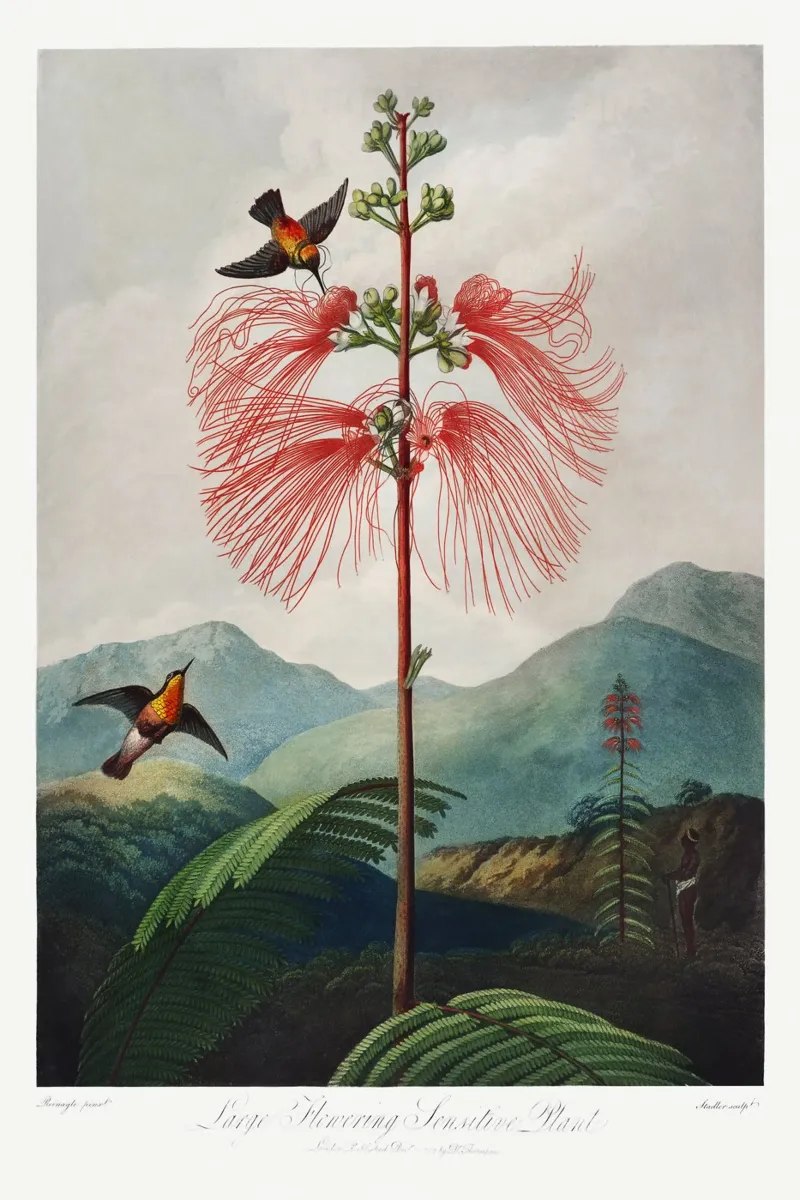 Robert John Thornton - Pianta sensibile a grande fioritura poster da Old Masters