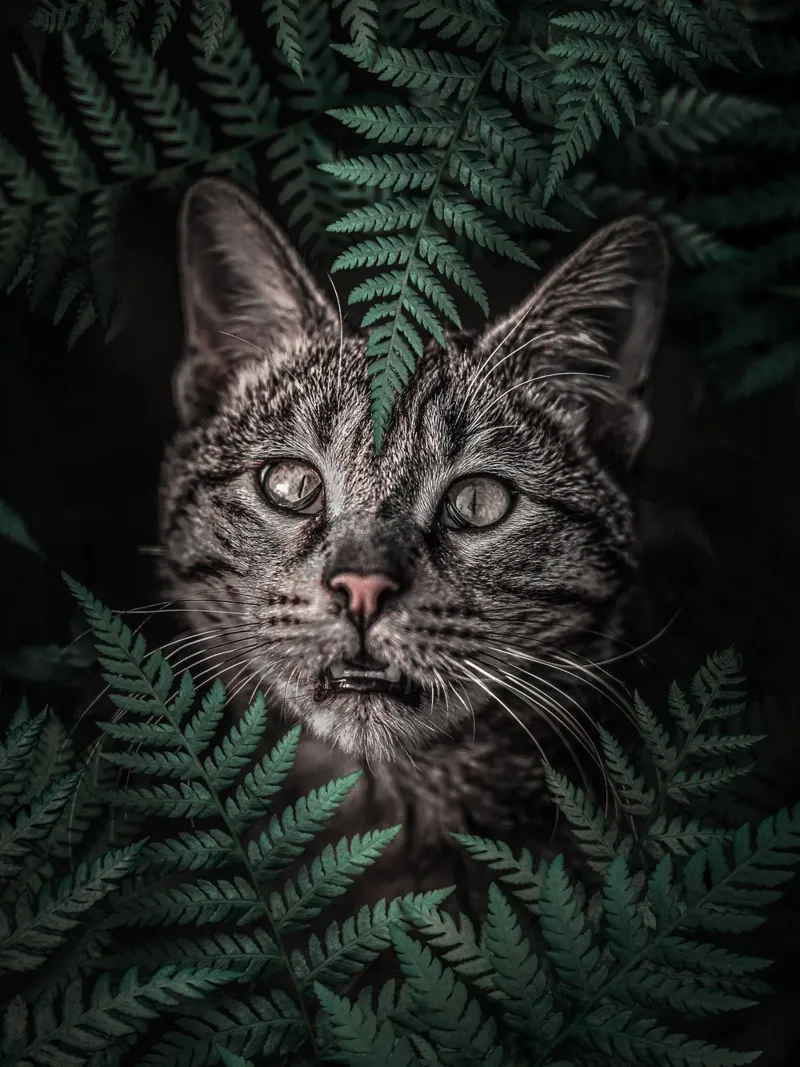 Meow Cat in Felci carta hahnemühle da arizrab
