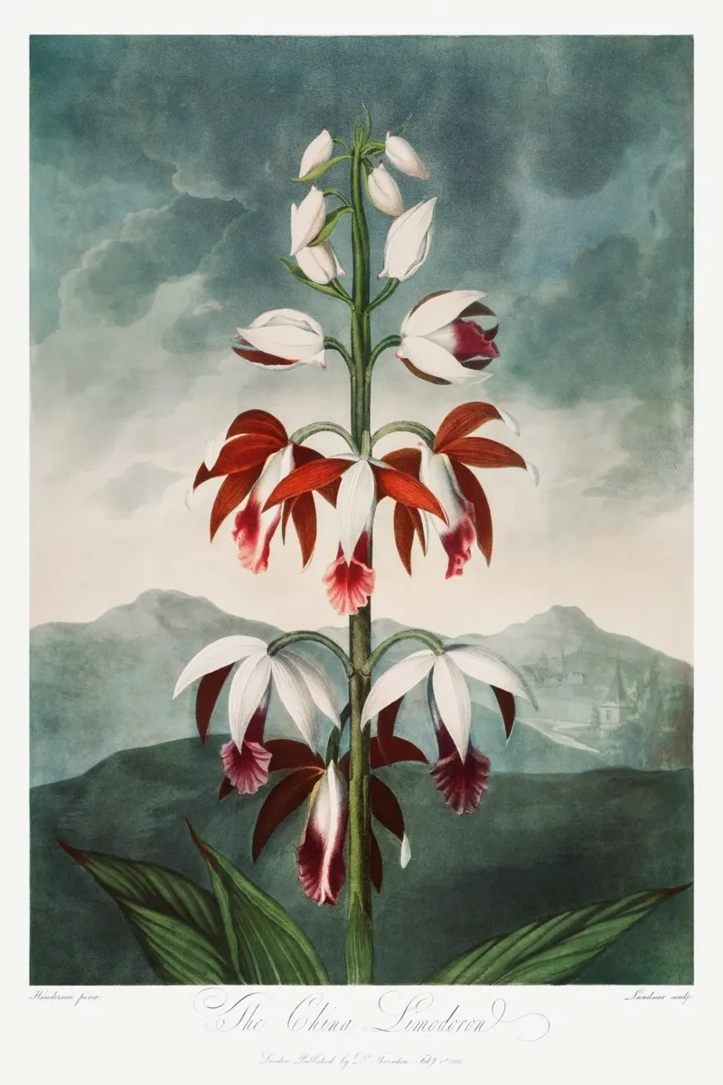 Robert John Thornton - The Chinese Limodoron from poster with plastic frame by Old Masters