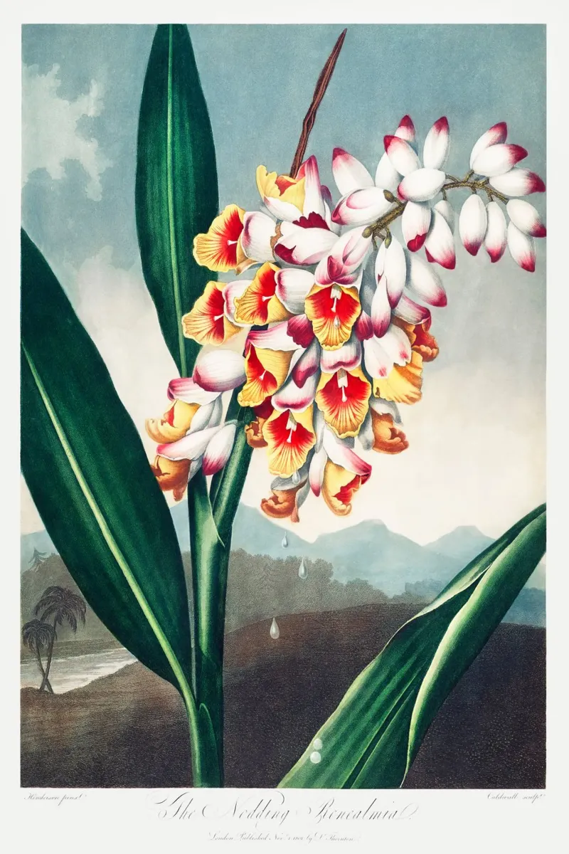 Robert John Thornton - La Renealmia Annuente poster da Old Masters